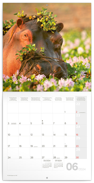 Broschürenkalender Wildes Afrika 2024, 30 × 30 cm