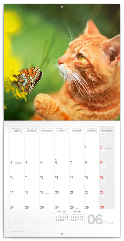 Broschürenkalender Katzen 2024, 30 × 30 cm