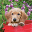 Broschürenkalender Hunde 2024, 30 × 30 cm