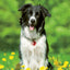 Broschürenkalender Hunde 2024, 30 × 30 cm