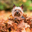 Broschürenkalender Hunde 2024, 30 × 30 cm