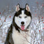 Broschürenkalender Hunde 2024, 30 × 30 cm