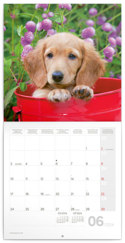 Broschürenkalender Hunde 2024, 30 × 30 cm