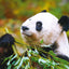 Broschürenkalender Pandas 2025, 30 x 30 cm