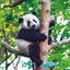 Broschürenkalender Pandas 2025, 30 x 30 cm