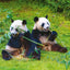 Broschürenkalender Pandas 2025, 30 x 30 cm