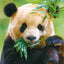 Broschürenkalender Pandas 2025, 30 x 30 cm