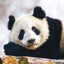 Broschürenkalender Pandas 2025, 30 x 30 cm
