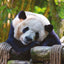 Broschürenkalender Pandas 2025, 30 x 30 cm
