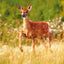 Broschürenkalender Tiere des Waldes 2025, 30 x 30 cm