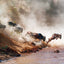 Broschürenkalender Wildes Afrika 2025, 30 x 30 cm
