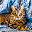 Broschürenkalender Katzen 2025, 30 x 30 cm