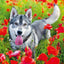 Broschürenkalender Hunde 2025, 30 x 30 cm