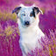Broschürenkalender Hunde 2025, 30 x 30 cm