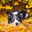 Broschürenkalender Hunde 2025, 30 x 30 cm