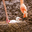 Broschürenkalender Tierbabies 2025, 30 x 30 cm