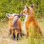 Broschürenkalender Tierbabies 2025, 30 x 30 cm