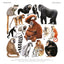 Animalium Broschürenkalender 2025, 30 x 30 cm