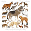 Animalium Broschürenkalender 2025, 30 x 30 cm