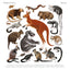 Animalium Broschürenkalender 2025, 30 x 30 cm