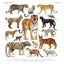 Animalium Broschürenkalender 2025, 30 x 30 cm