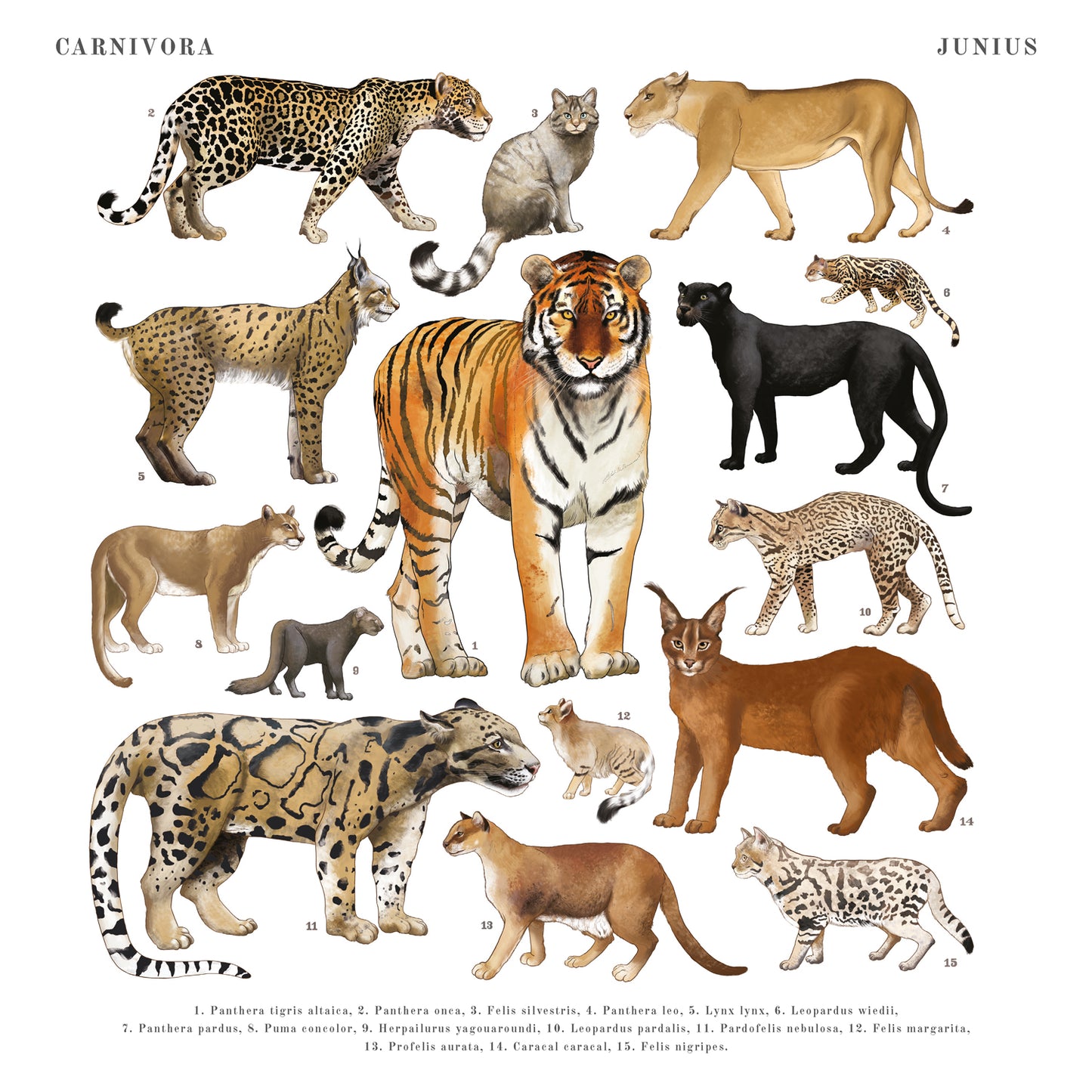 Animalium Broschürenkalender 2025, 30 x 30 cm