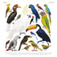 Animalium Broschürenkalender 2025, 30 x 30 cm