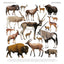 Animalium Broschürenkalender 2025, 30 x 30 cm