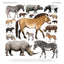 Animalium Broschürenkalender 2025, 30 x 30 cm