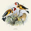 Broschürenkalender Vögel 2025, 30 x 30 cm