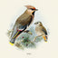 Broschürenkalender Vögel 2025, 30 x 30 cm