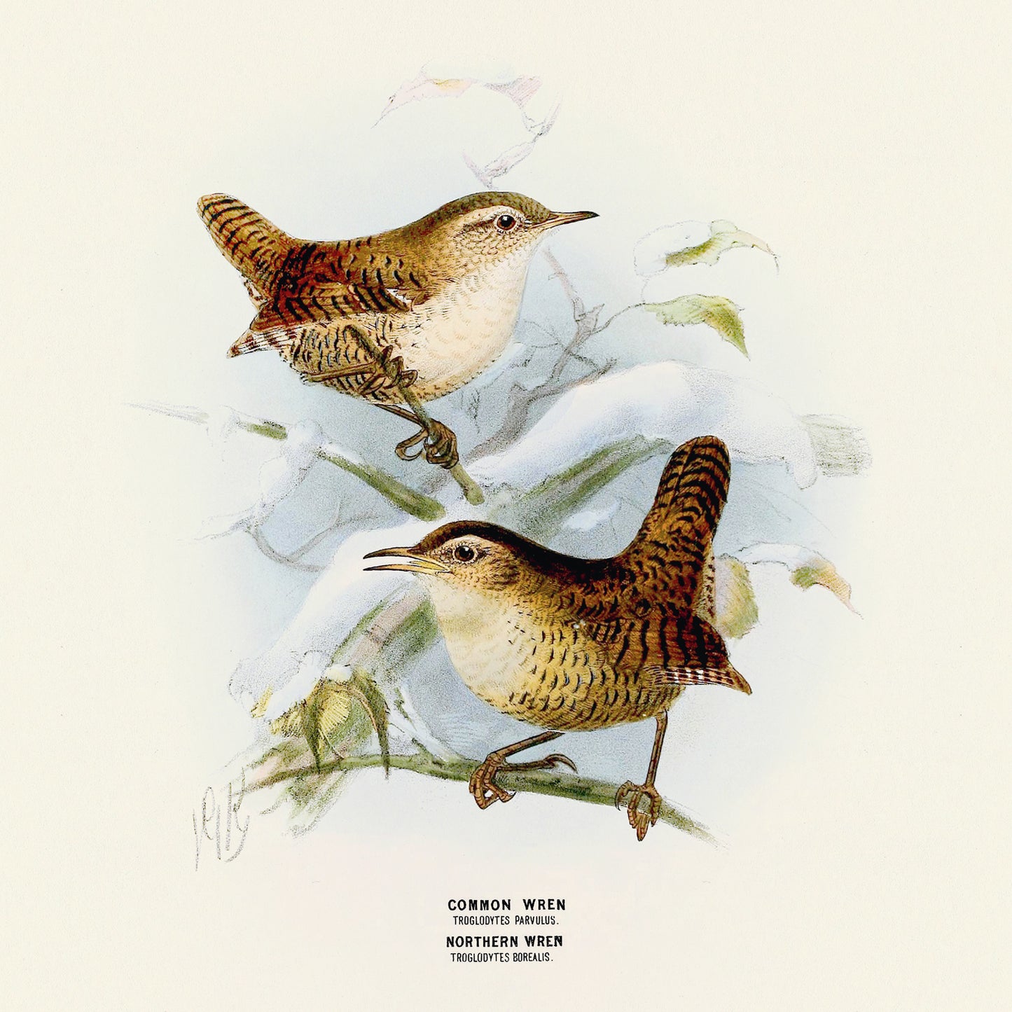 Broschürenkalender Vögel 2025, 30 x 30 cm