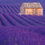 Broschürenkalender Provence 2026, 30 x 30 cm