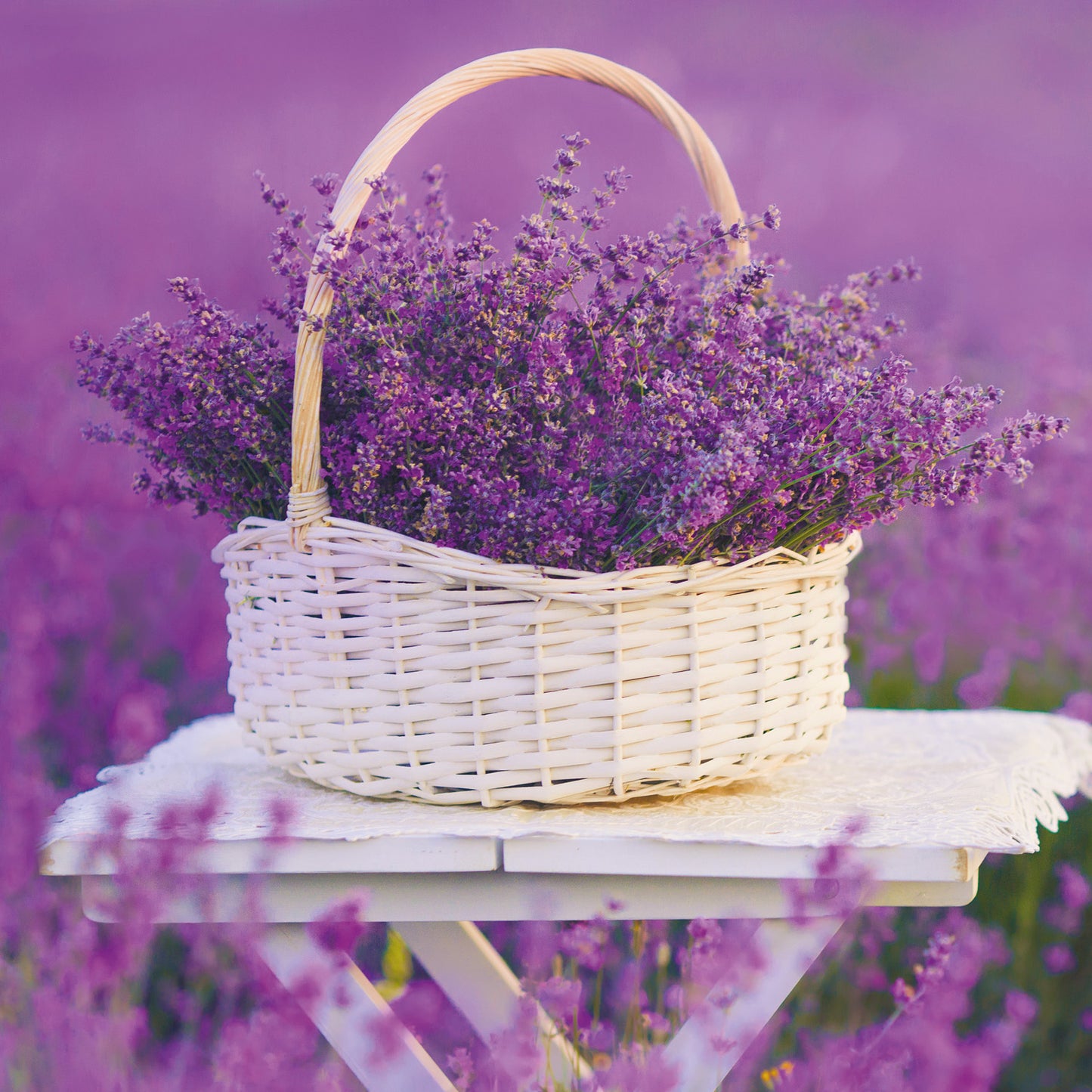 Broschürenkalender Provence 2026, 30 x 30 cm