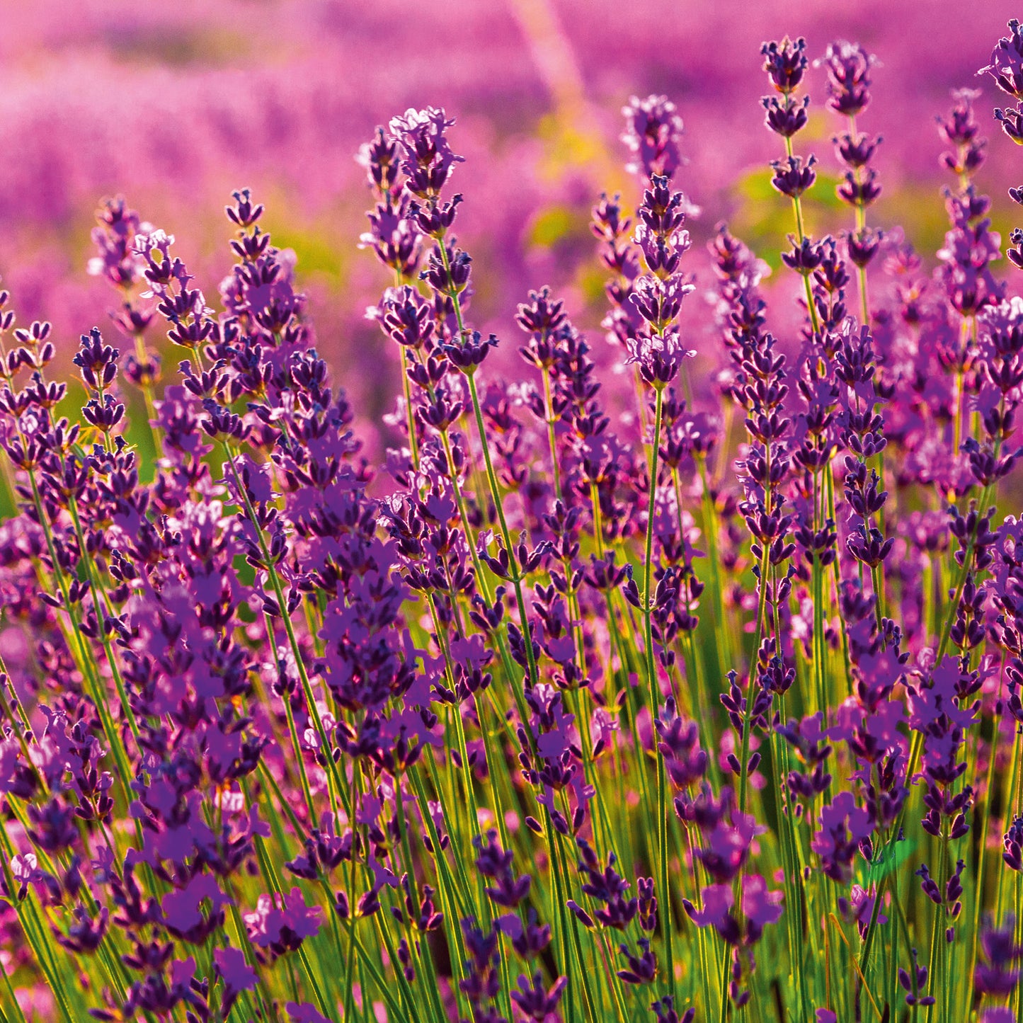 Broschürenkalender Provence 2026, 30 x 30 cm