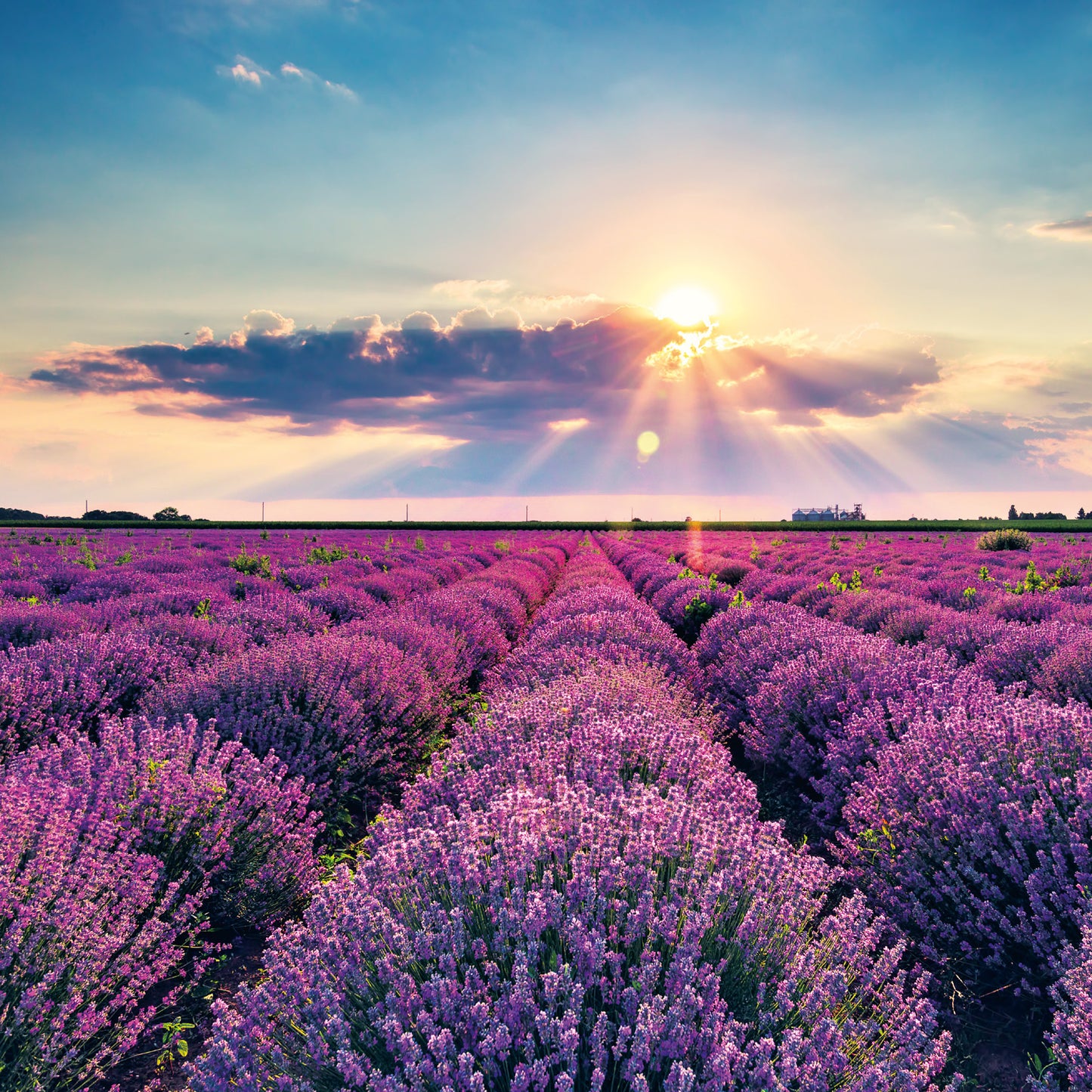 Broschürenkalender Provence 2026, 30 x 30 cm