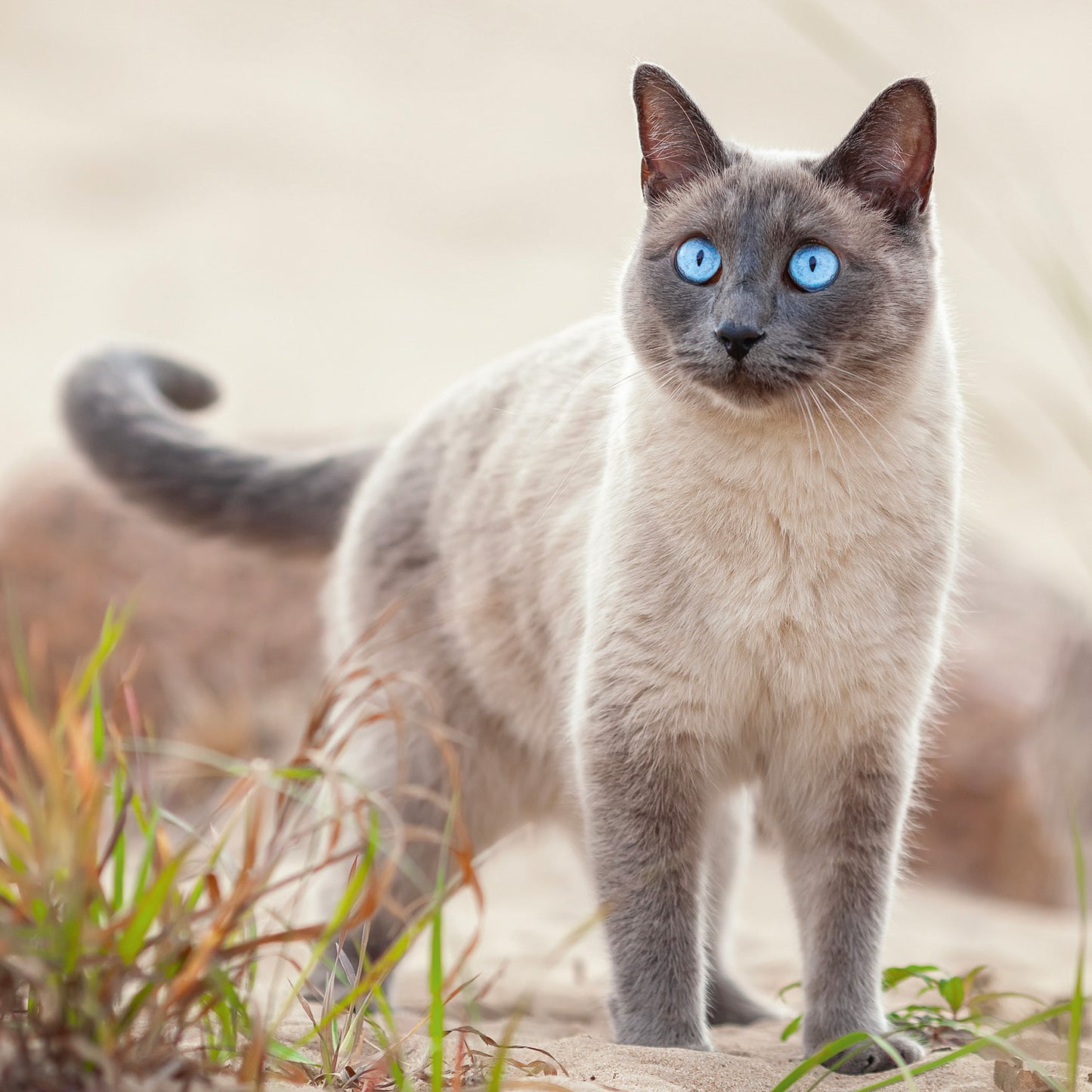 Broschürenkalender Katzen 2026, 30 x 30 cm