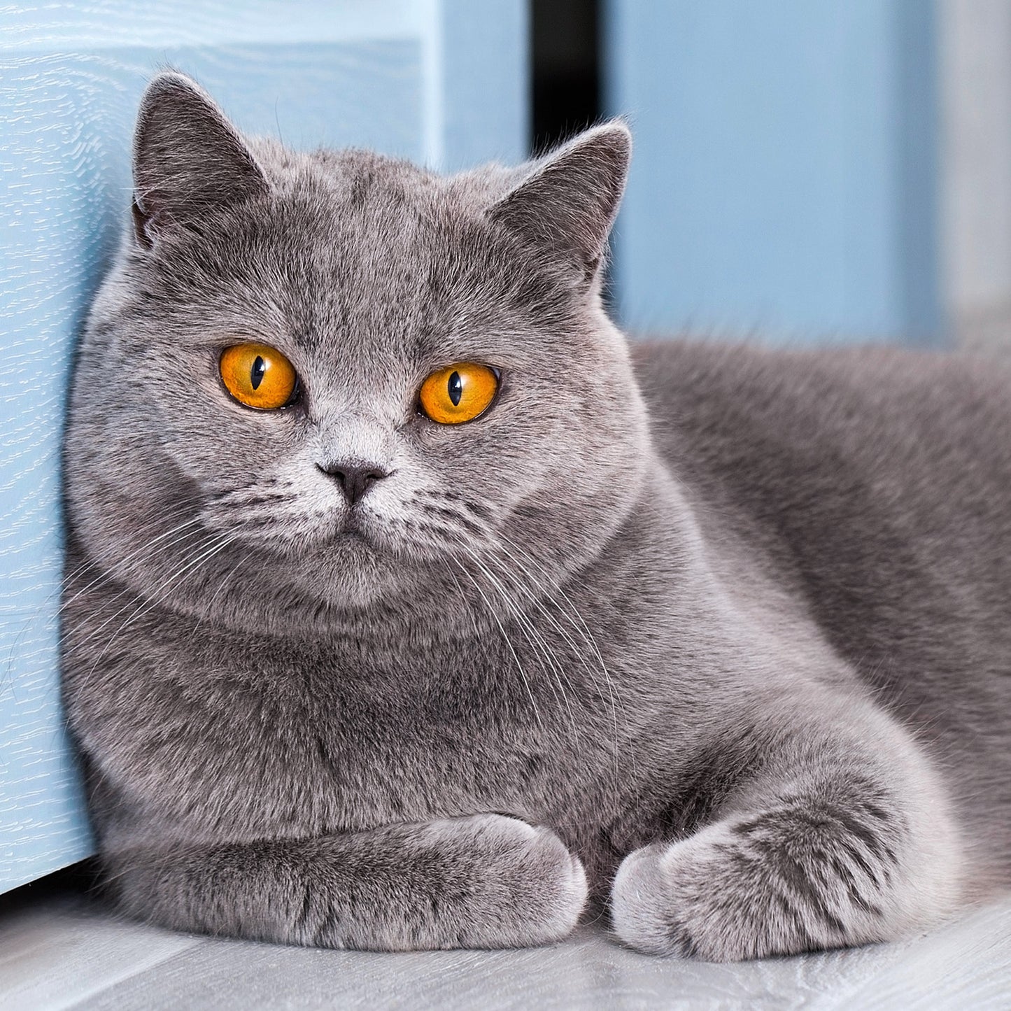 Broschürenkalender Katzen 2026, 30 x 30 cm