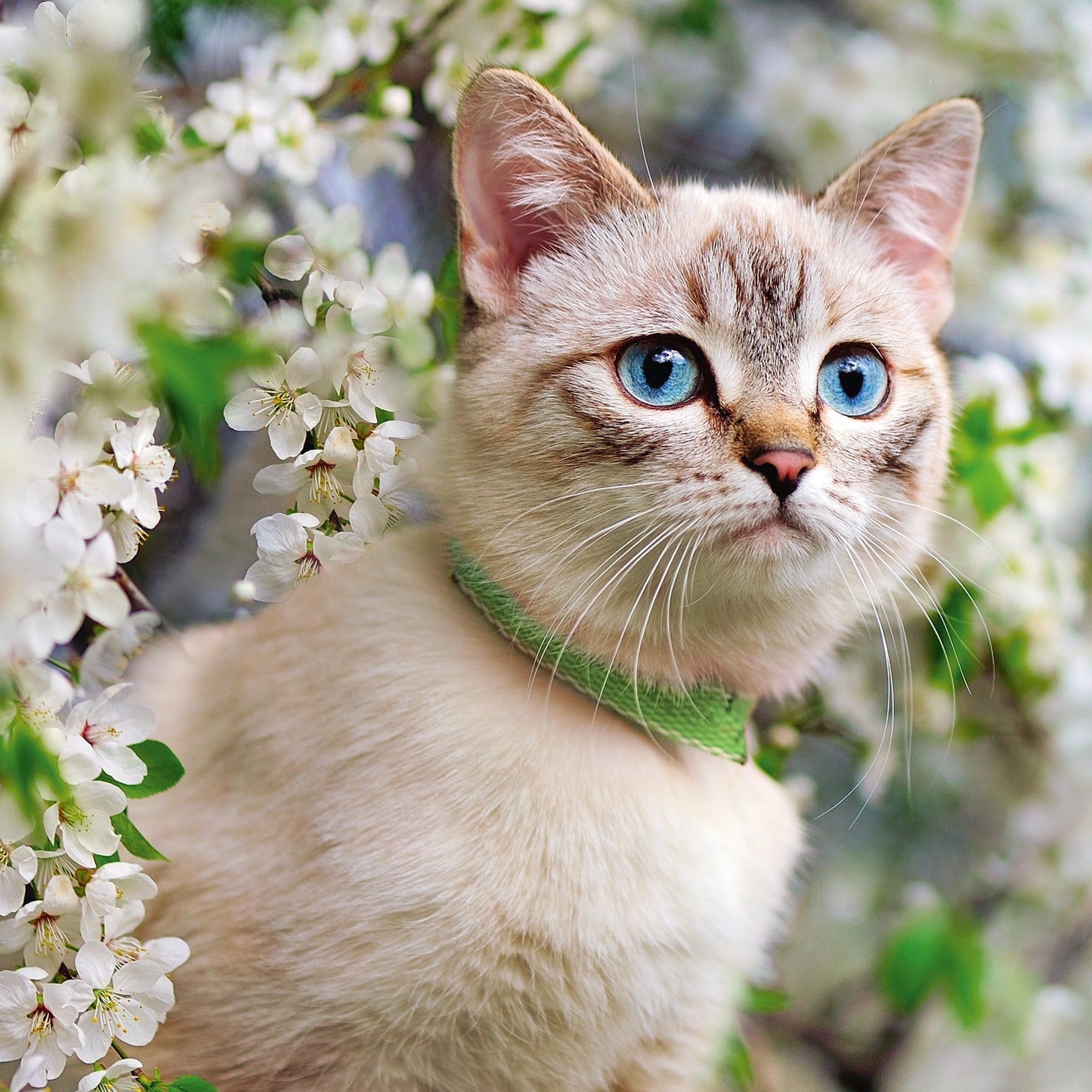 Broschürenkalender Katzen 2026, 30 x 30 cm