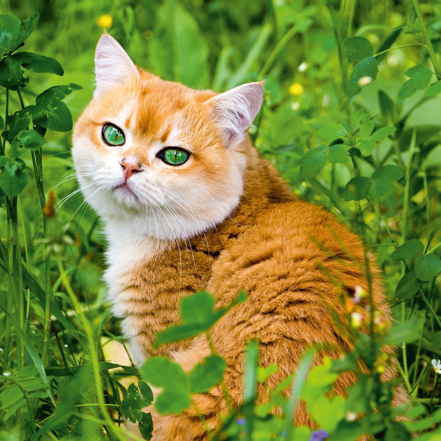 Broschürenkalender Katzen 2026, 30 x 30 cm