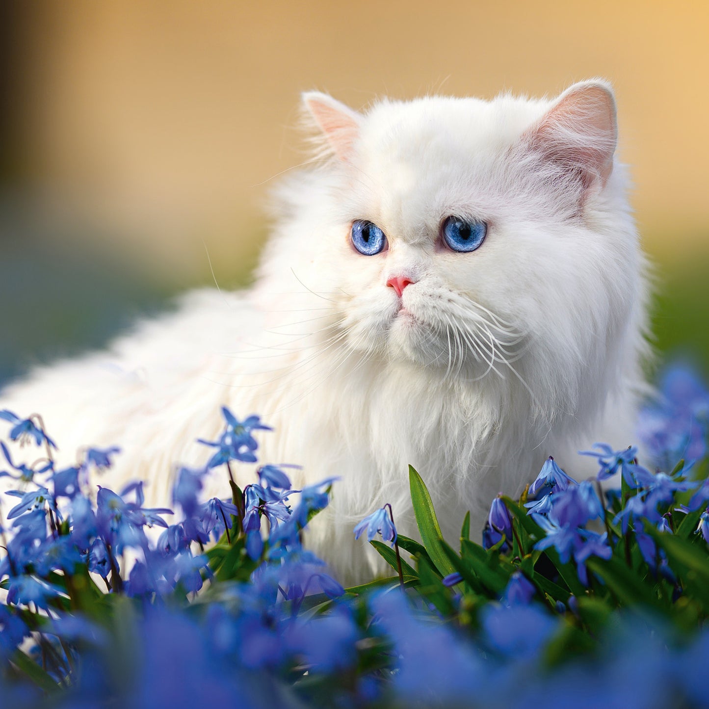 Broschürenkalender Katzen 2026, 30 x 30 cm