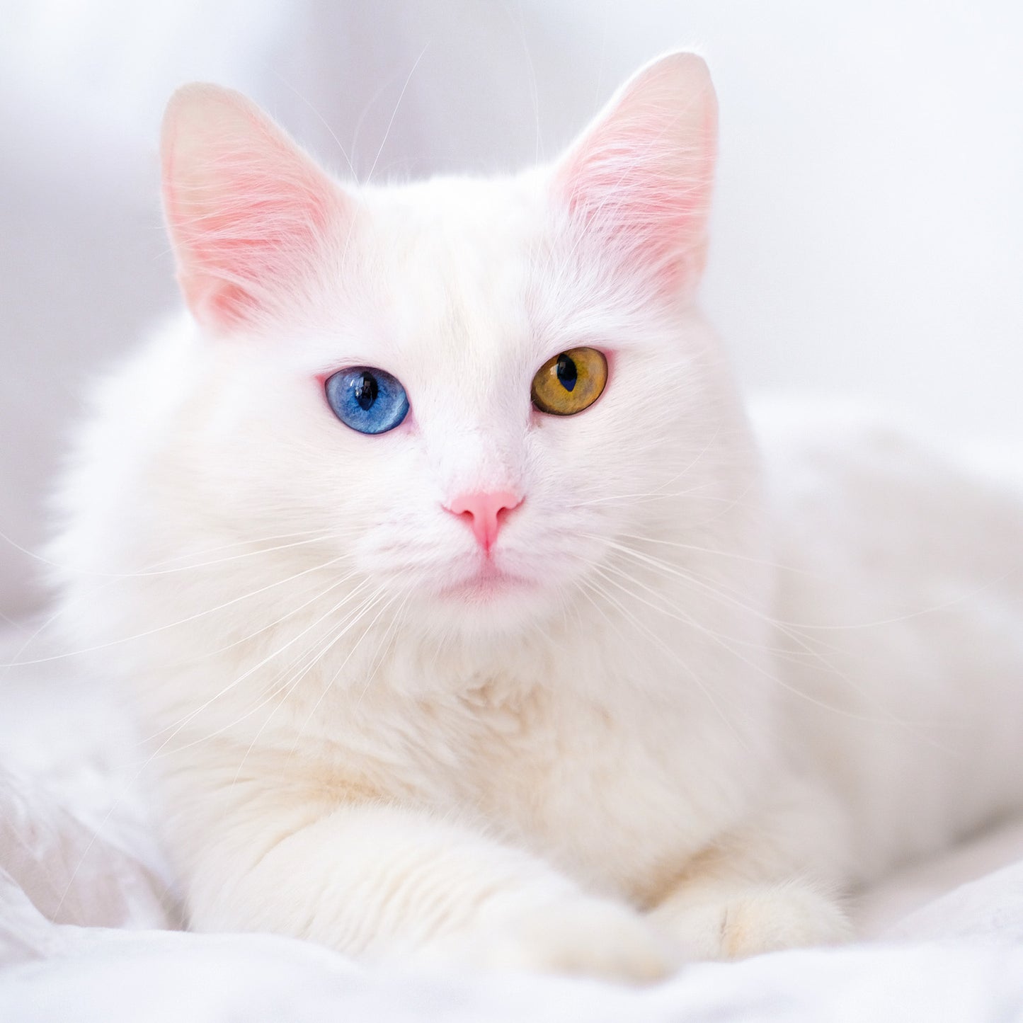 Broschürenkalender Katzen 2026, 30 x 30 cm