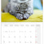 Broschürenkalender Katzen 2026, 30 x 30 cm