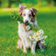 Broschürenkalender Hunde 2026, 30 x 30 cm