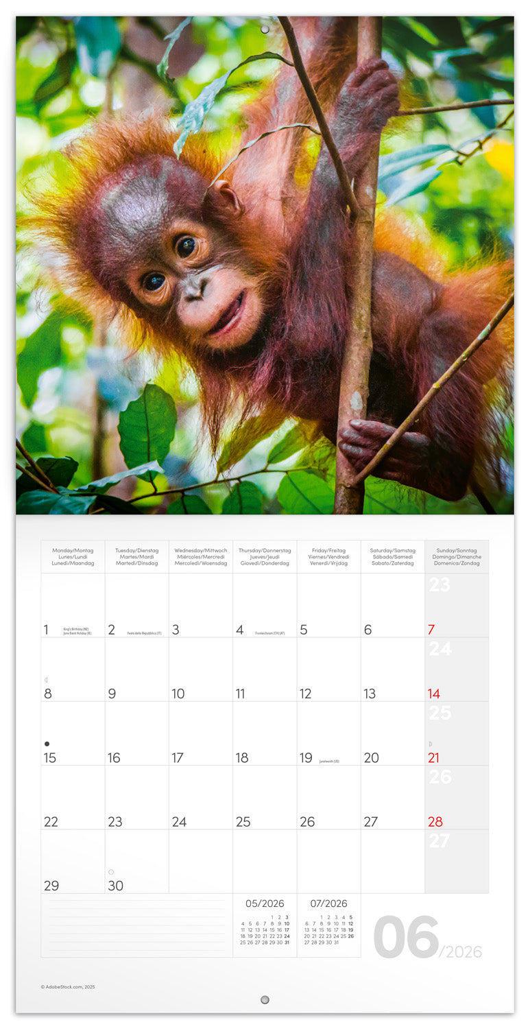 Broschürenkalender Jungtiere 2026, 30 x 30 cm