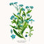 Broschürenkalender Herbarium 2026, 30 x 30 cm