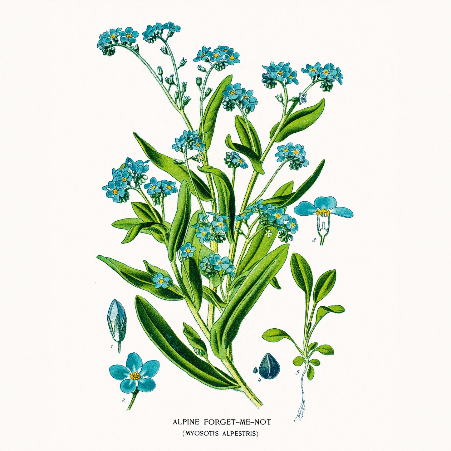 Broschürenkalender Herbarium 2026, 30 x 30 cm