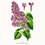 Broschürenkalender Herbarium 2026, 30 x 30 cm