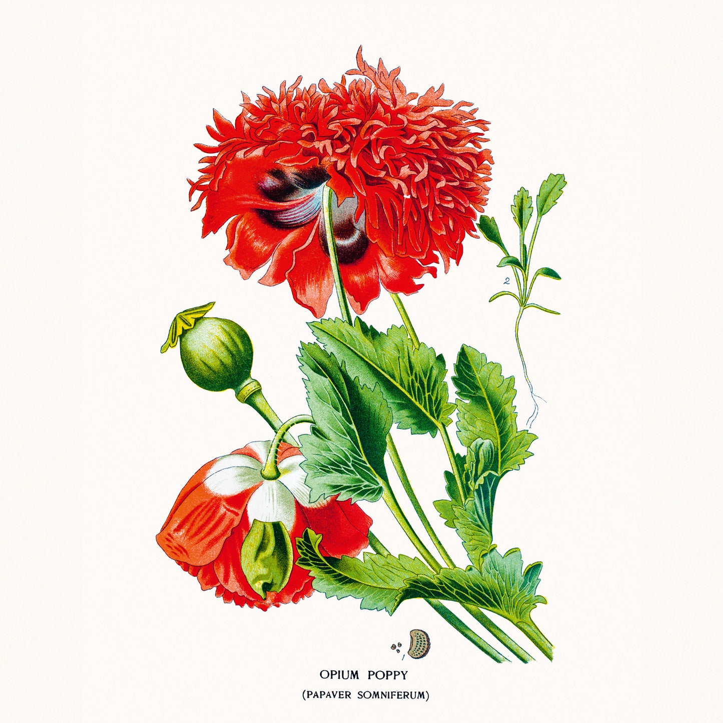 Broschürenkalender Herbarium 2026, 30 x 30 cm