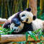 Broschürenkalender Pandas 2026, 30 x 30 cm